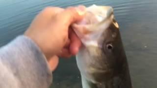 22 inch striped bass bayfarm alameda october 2016