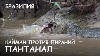 Мир Приключений - Пираньи отбирают добычу у каймана. Пантанал. Piranha vs cayman. Pantanal. Brazil.