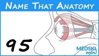 Name That Anatomy - Episode 95