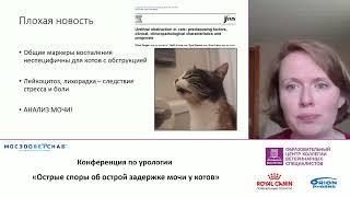 "Быть или не быть антибиотикам при ОЗМ у котов". Лектор Елизавета Лежнева