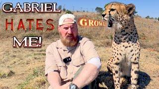 Gabriel The Cheetah Hates Me!  | BIG CAT Grudge | Can I Be Forgiven? | Emotions Of Animals Are Real