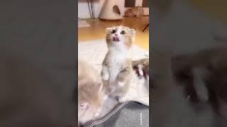 ️ #catshorts #cat #shortvideo #kitten #cute #kittenlove #petshorts