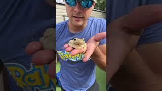 FEEDING WILD TREE FROG TO CRAZY PET BASS