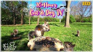 TV for Pets  | Squirrels and Birds enjoy a beautiful Spring day |  10+ HOURS