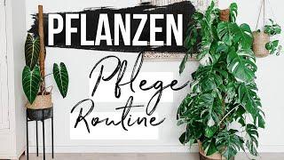 Meine PFLANZEN PFLEGE ROUTINE | Wässern, Schneiden, Sprühen | Ich finde Wurzelfäule 