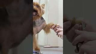 Nail Clipping for Dogs #DogGrooming #DogCare #HealthyDogs #shorts  #fliki #facts #petcare101