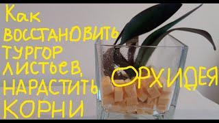 КАК ВОССТАНОВИТЬ ТУРГОР ЛИСТЬЕВ, НАРАСТИТЬ КОРНИ И ЛИСТЬЯ ОРХИДЕЕ.