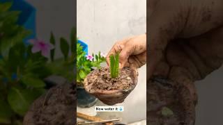 Baby aloevera at home by using used diya🪔‍#plants#garden #terracegarden #fyp #explore #viral