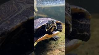 The BEST Turtle Pond in the World!? Aquascape Ecosystem Stream Pond