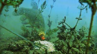 Линь под Водой / Tench Underwater / Lin pod wodą