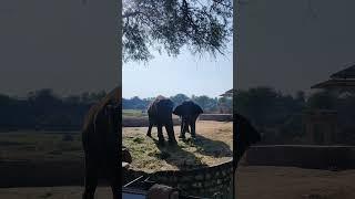 Nehru zoological park 2