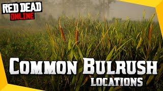 COMMON BULRUSH Locations: Red Dead Online (Daily Challenges)