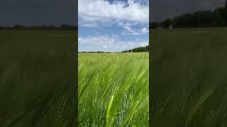 A wheat field so perfect, it looks like a golden carpet laid out by nature.#WheatField #naturebeauty