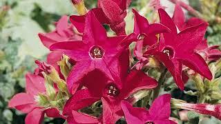 Get to Know Nicotiana/Flowering Tobacco - Part Sun-Loving Plants