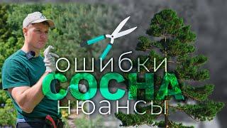 Обрезка сосны (ГОДОВЫЕ ПРИРОСТЫ) разбираем все нюансы!