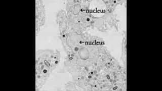 Pithovirus sibericum Virus Raksasa Permafrost