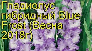 Гладиолус гибридный (Blue Frost). Краткий обзор, описание характеристик, где купить луковицы