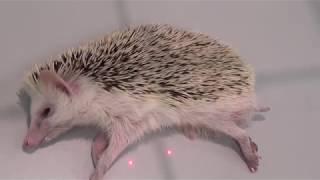 Как вылечить ёжика/How to cure a hedgehog