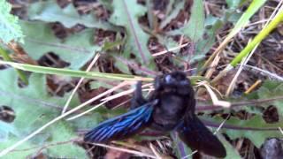 Carpenter bees (blue bee) Пчела-плотник ксилокопа