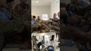 Bear being prepared for LIFE-SAVING Surgery! #animalrescue #bears #amazing #amazingshorts #wildlife
