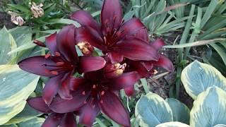 #garden #lilium / Контрастные белая и чёрная азиатские лилии (лат.lilium asiatic). Секреты новичкам