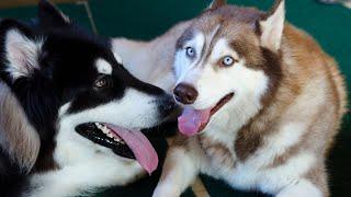 The Amazing History of Alaskan Malamutes in the Fishing Industry