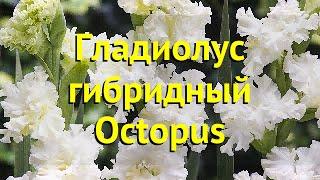 Гладиолус гибридный Октопус. Краткий обзор, описание характеристик gladiolus Octopus