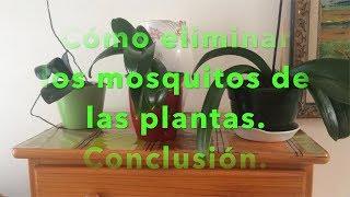 Cómo eliminar los mosquitos de nuestras plantas. Conclusión.