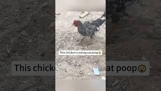funny chicken #funnyanimals  #funnyvideos #funny  #chickenlove#chicken  #funnychicken  #animals