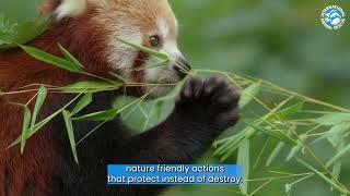 Refocus & Rethink - COP16 - International Animal Rescue