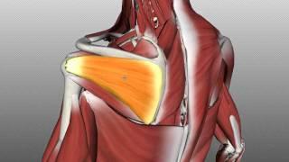 Rotator Cuff Tutorial - Anatomy Tutorial