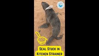 Seal Stuck in Kitchen Strainer