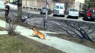 SuperDawg-Rocky Malinois- Chicago Dog Training MasterPaw