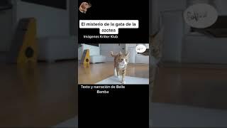 El misterio de la gata de la azotea￼