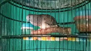 Perkutut Bangkok Suara Depan Narik Tengah Senggang Ring SILWAK BIRD FARM