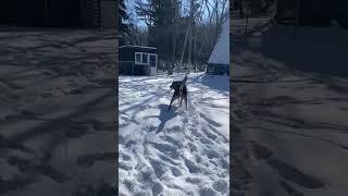 Правнук Франка 90 на 90 #animals #kangal #алабаи #pitbull #собака
