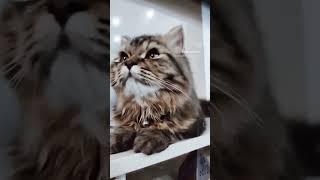 hello sometimes I'm Alone hellooo sometimes I'm not Alone #sandhufamilyreela