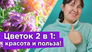 ЭФФЕКТНЫЙ ЦВЕТОК С АРОМАТОМ БЕРГАМОТА! Цветет все лето, лечит бронхиты, ожоги, отравления