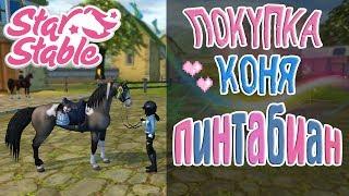 Star Stable Online - Покупка Пинтабиана