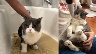 Bathing and Grooming the World’s Chillest Cat 