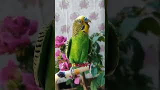 #年轻人养宠图鉴 #夏日萌友季 #快分享计划  #cuteparrot #birds #parrot