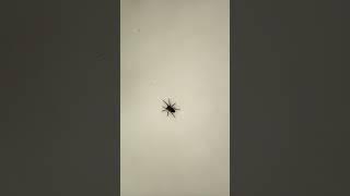 Wolf spider mania #DreamTrackAI #spider #scary #insects #arachnophobia #funny