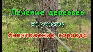 Лечение деревьев. Уничтожение короеда на участке в Ленинградской и Московской области