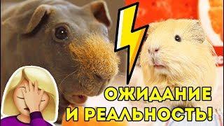 СКЕТЧ ОЖИДАНИЕ И РЕАЛЬНОСТЬ Морские Свинки ПРОТИВ РЕАЛЬНОСТИ! SvinkiShow