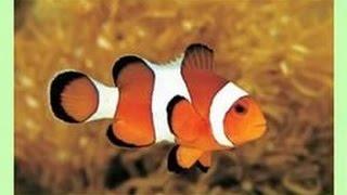 Как пользоваться Clownfish для Skype)