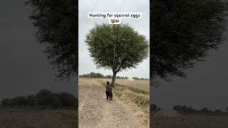 Hunting for squirrel eggs ️🪺#farming #squirrel #hunting #eggs #hunter