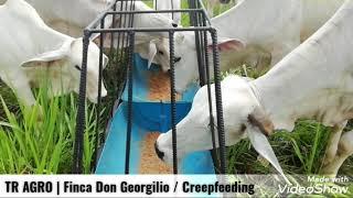 TR AGRO | Creep feeding, suplementando terneros en el potrero