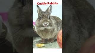 Rabbits @o3mytv #o3mytv #rabbit #reading #learning