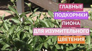 ХОТИТЕ ПЫШНОГО ЦВЕТЕНИЯ ПИОНОВ? ТОГДА НЕ ЗАБУДЬТЕ ИХ ПРАВИЛЬНО ПОДКОРМИТЬ!