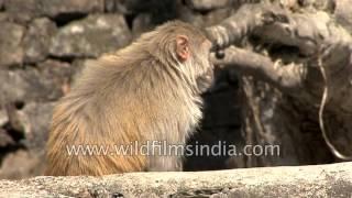 Macaque eats rotten banana in Adhatoda vasica shrubbery